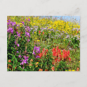 Rocky Mountain Wildbloemen Briefkaart