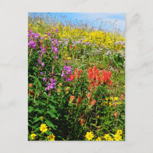 Rocky Mountain Wildbloemen Briefkaart
