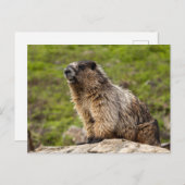 Rocky Mountains Murmeltier Briefkaart (Voorkant / Achterkant)