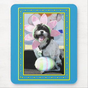 Rocky - Shih Tzu -1 Muismat