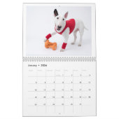 Rocky the Bull Terrier 2024 Calendrier des costume (Jan 2026)