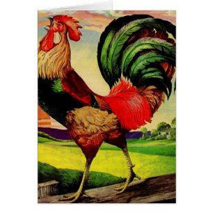 Rocky the Handsome Rooster