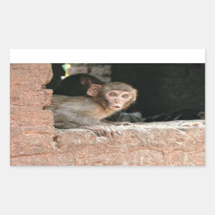 Rode aap met grote ogen rechthoekige sticker