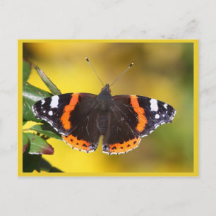 Rode admiraal briefkaart