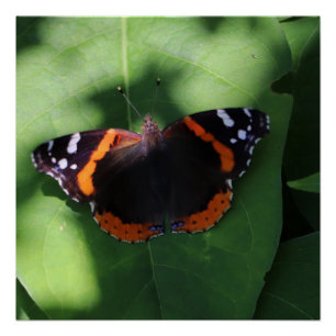 Rode Admiraalvlinder op Groene Bladeren Perfect Poster