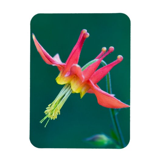 Rode Akelei Magneet (Verticaal)