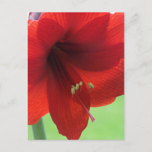 Rode Amaryllis Bloem Natuur Tuin Ansichtkaart Briefkaart
