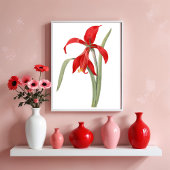Rode Amaryllis,  botanische illustratie Poster