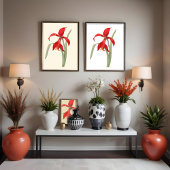 Rode Amaryllis,  botanische illustratie Poster