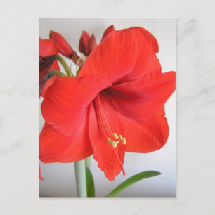 Rode Amaryllis Kerstbloem Briefkaart