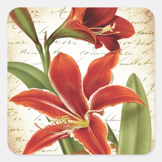 Rode Amaryllis Kerstmis Bloem Botanisch Vierkante Sticker (Voorkant)