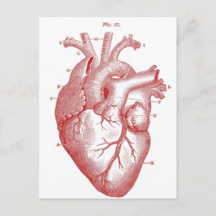 Rode anatomische hartslag briefkaart