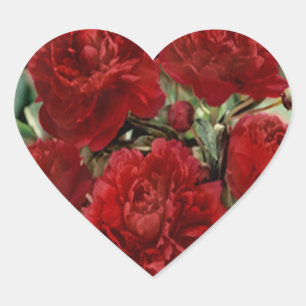 Rode anjer bloemen Stickers