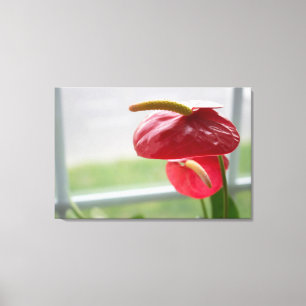 Rode Anthurium Tropische Bloem op Verpakt Canvas Afdruk
