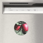 Rode Appelen op Zwart-witte Magneet (Insitu (Vaatwasser))