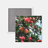 Rode appels magneet (Voorkant / Achterkant)