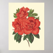 Rode Azalea botanische illustratie Poster (Voorkant)
