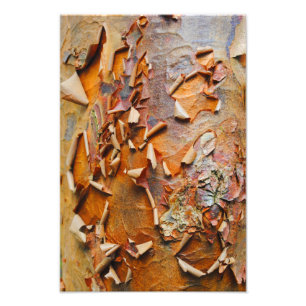 Rode Bark Foto Afdruk