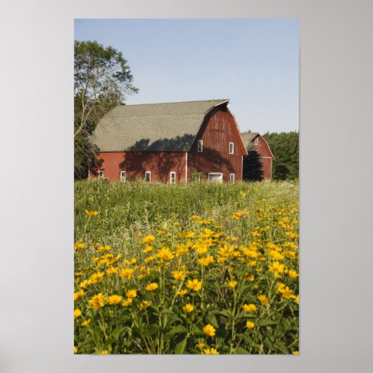 Rode Barn en gele wilde bloemen Poster (Voorkant)