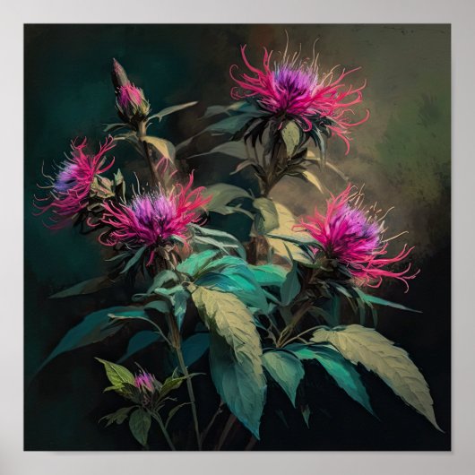 Rode Bee Balm Bloem Art Print Poster (Voorkant)