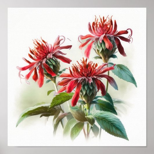 Rode Bee Balm Bloem Art Print Poster (Voorkant)