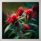 Rode Bee Balm Bloem Art Print Poster (Voorkant)