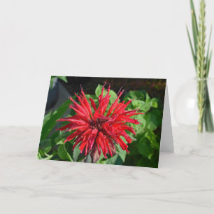 Rode Bee Balm Tuin Bloem Lege Binnenkant Foto Kaart