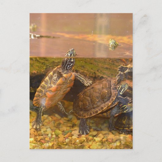 Rode Bellied Turtle (Alabama) Briefkaart (Voorkant)