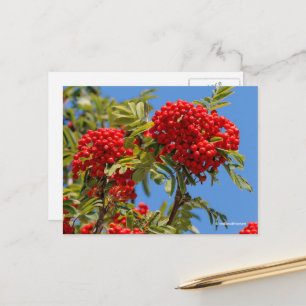 Rode Bergas Lijsterbes Bessen Briefkaart