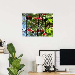 Rode Bessen aan Boom Foto Print Poster