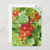 Rode bessen bessen Briefkaart (Voorkant / Achterkant)