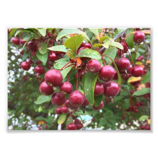 rode bessen foto afdruk (Voorkant)