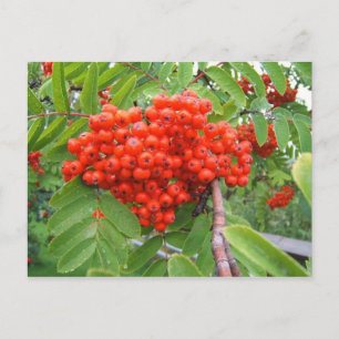 Rode bessen in Skagway Alaska Briefkaart
