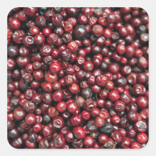 Rode bessen van de Himalaya Vierkante Sticker