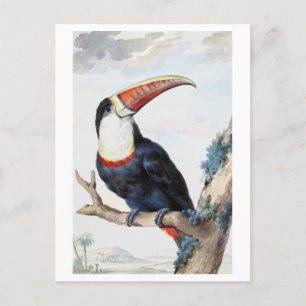 Rode-billed Toucan Illustration Briefkaart