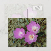 Rode bitterwortelbloemen briefkaart (Voorkant / Achterkant)