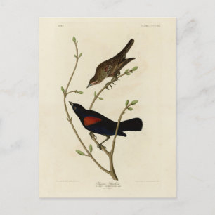 Rode Blackbird - Amerikaanse vogels van Audubon Briefkaart