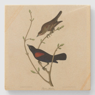Rode Blackbird - Amerikaanse vogels van Audubon Stenen Onderzetter