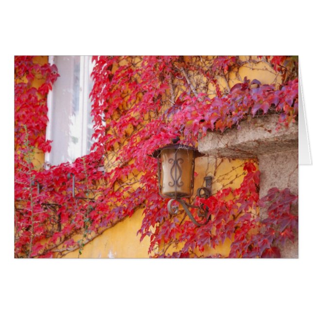 Rode bladeren (Voorkant Horizontaal)