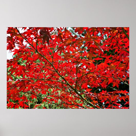 Rode bladeren poster (Voorkant)