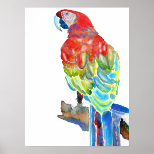 Rode Blauwe Macaw Parrots Parrot Waterverf Poster