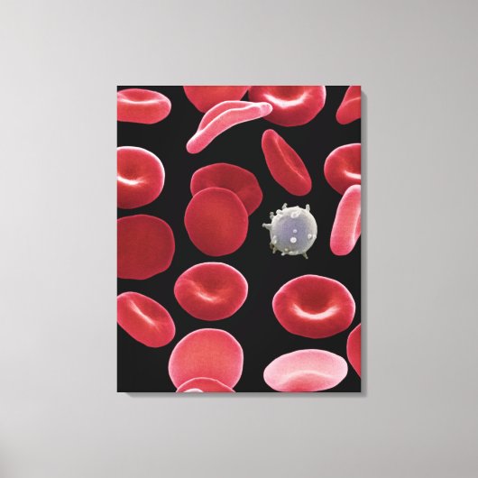 Rode bloedcellen en één witte bloedcel canvas afdruk (Voorkant)