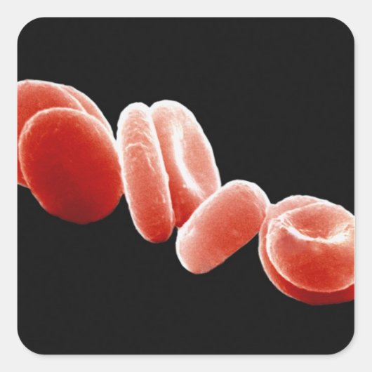 Rode bloedcellen vierkante sticker (Voorkant)
