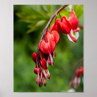 Rode Bloedhart Bloemen die aan een Steel bengelen Poster