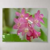 Rode bloei poster (Voorkant)