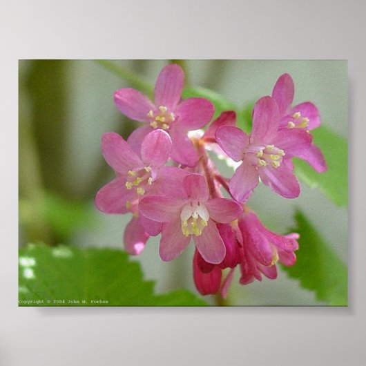 Rode bloei poster (Voorkant)