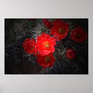 Rode bloeiende cactus, woestijnPoster Poster