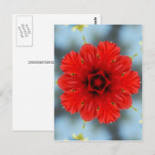 Rode Bloem Briefkaart (Voorkant / Achterkant)