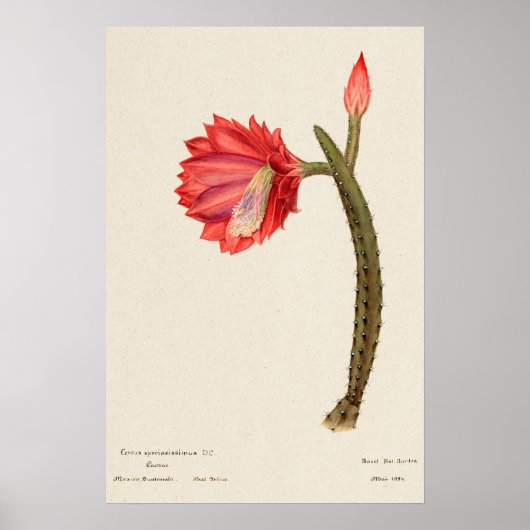 Rode Bloem Cactus Botanische Kunst Poster (Voorkant)