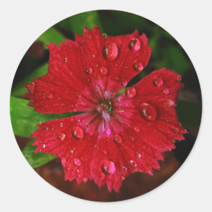 rode bloem met regendruppels Foto Ronde Sticker